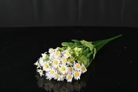 دوار شمس كبير