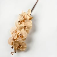 غصن الاوركيد بيج