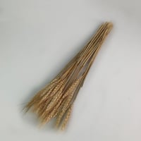 سنابل طبيعي مجفف