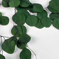 غصن خضار مجفف اخضر