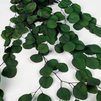 غصن خضار مجفف اخضر