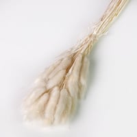 غصن ذيل الارنب سكري