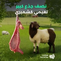 نعيمي كشميري نصف جذع كبير