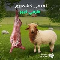 نعيمي كشميري هرفي كبير