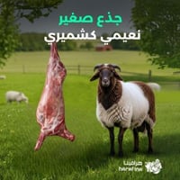 نعيمي كشميري جذع صغير