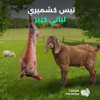 تيس كشميري لباني كبير