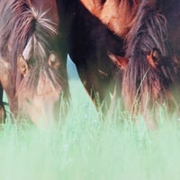 لوحة فنية تصميم خيول لديكور المنزل مقاس 100*60 سم