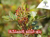 بذور البطم (المستكة)