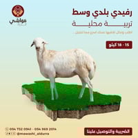 رفيدي بلدي وسط