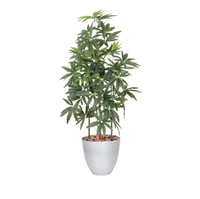 شجر راليا مسئنة 5 فرع حوض بلاستيك