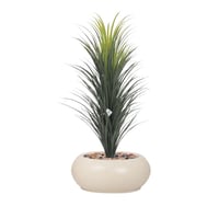 شجر صبار فرع واحد حوض فيبر بيضاوي