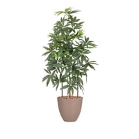 شجر راليا مسئنة 5 فرع حوض بلاستيك