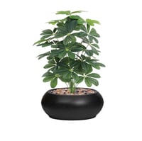 شتلة ياسمين 24 فرع حوض فيبر بيضاوي