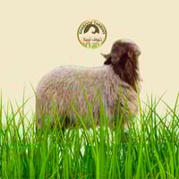 خروف نعيمي باكستاني هرفي وسط مبرد تربية 100% مضمون...