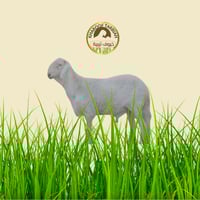 خروف سواكني أبيض جذع جبر تربية 100% مضمون على الشر...