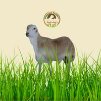 خروف رفيدي جذع كبير مبرد تربية 100% مضمون على الشر...