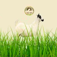 تيس بيشي صغير تربية 100% مضمون على الشرط