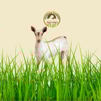 تيس محايلي وسط تربية 100% مضمون على الشرط