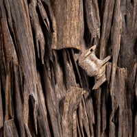 مفخرة الهند (عود نجلاند طبيعي هندي سوبر متميز)