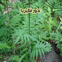 بذور فاليريا