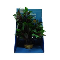 نباتات ديكور لحوض الاسماك