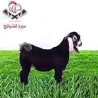 تيس بلدى من 8 إلى 9 ك