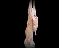 سواكني مبرد صغير من 10 إلى 11 كيلو