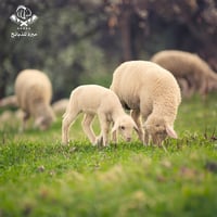 طلي روماني صغير مبرد من9 إلي 10 كيلو