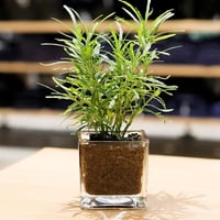 فازات زجاجية مربع 10*10 سادة