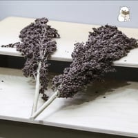 سنابل عشبة السودان