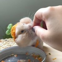 قبعات صغيرة لحيوان الهامستر