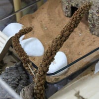 دخن أحمر عضوي