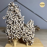 سورغم ابيض عضوي