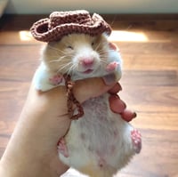 قبعات صغيرة لحيوان الهامستر