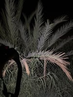 كشاف رأس مطاطي ( حساس تشغيل على الحركه )