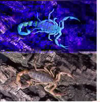 كشاف عقارب 21 ليد