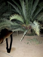 كشاف رأس مطاطي ( حساس تشغيل على الحركه )