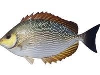 سمك صنيفي محلي نصف كيلو