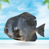 سمك عماد محلي نصف كيلو