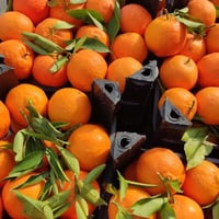 افندي كلمنتينا سوري سلة كبيرة /سلة