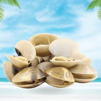 محار صدف البحر محلي نصف كيلو