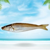 سمك حاسوم او الحسون محلي نصف كيلو