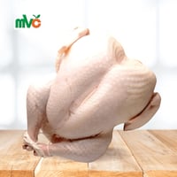 ديك رومي بلدي جامبو طازج