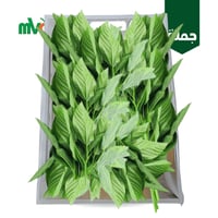 ملوخية /10 ربطة