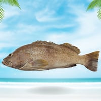 5 كيلو سمك هامور للفيليه محلى