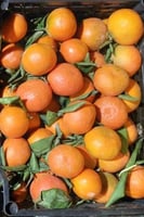 افندي كلمنتينا سوري سلة كبيرة /سلة