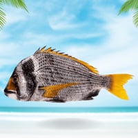 سمك فسكر محلي نصف كيلو