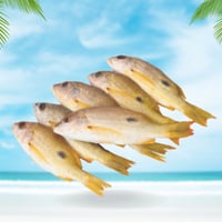 سمك نيسر محلي نصف كيلو