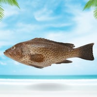 سمك سمان محلي نصف كيلو