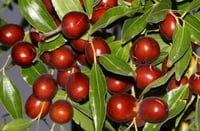 عناب سوري 3 كيلو